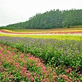 富田農場花海.jpg