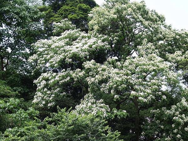 2012年土城桐花公園(e).jpg