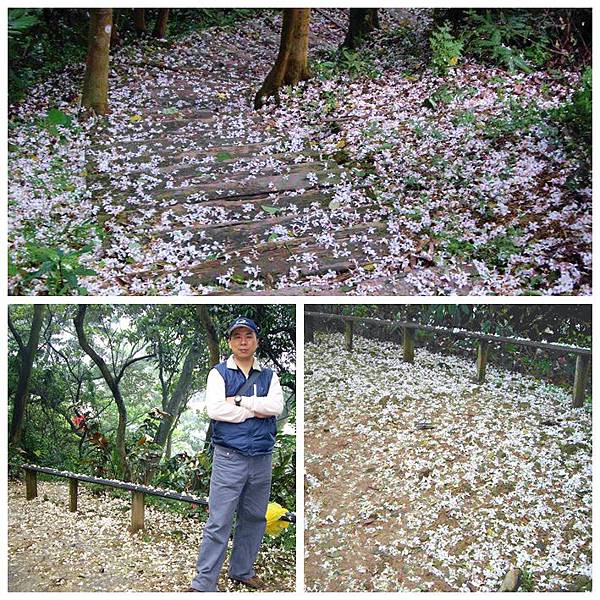 土城大尖山桐花(李日科).jpg