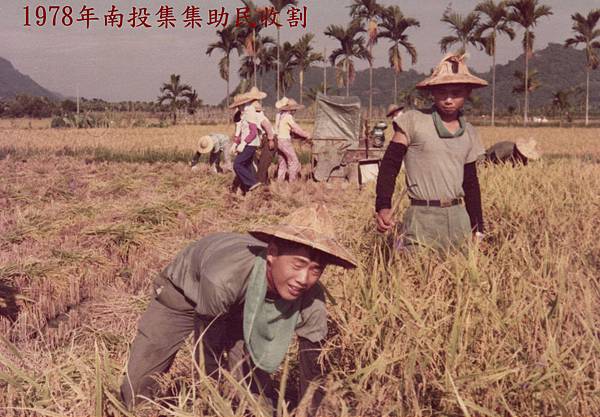 1978年南投集集助民收割.jpg