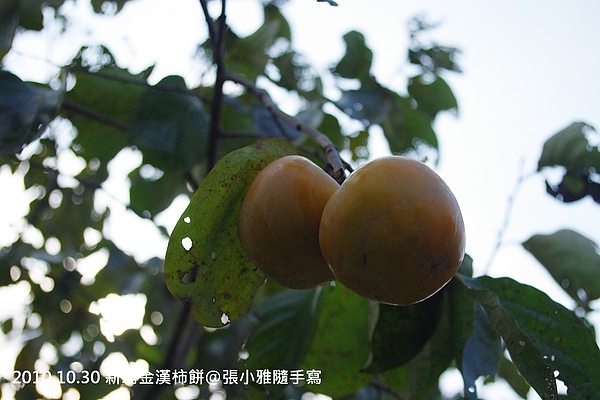 既然是柿餅農莊,當然也要種幾顆柿子