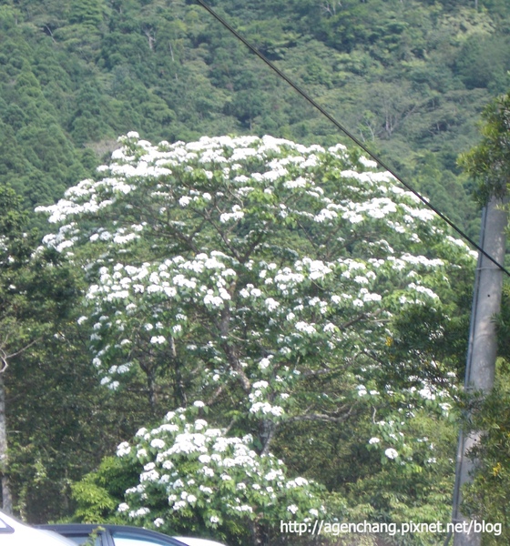 一整棵的桐花