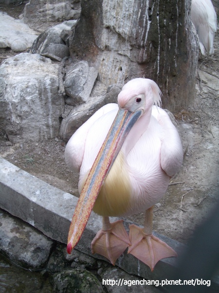 很兇悍的鵜鶘鳥,稍微靠近就要啄人