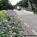 處處有花的校園