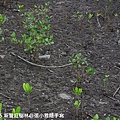 白白的都是招潮蟹