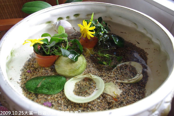 小水盆裡有好幾尾孔雀魚
