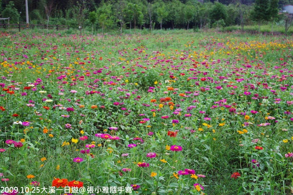 回程路上看到的波斯菊花海