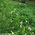 野薑花