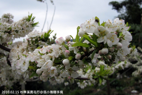 白色的櫻花