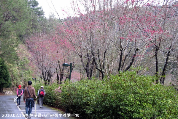 走在樹林間,不時會有花瓣落下