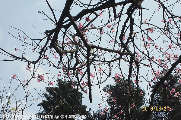 居然還有櫻花