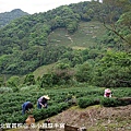 山上的採茶姑娘