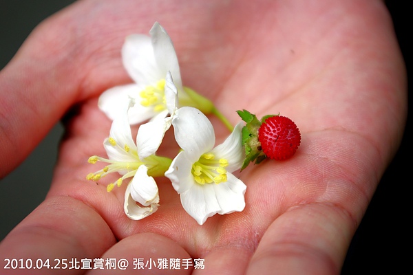 婆婆說那紅色的果實是野草莓