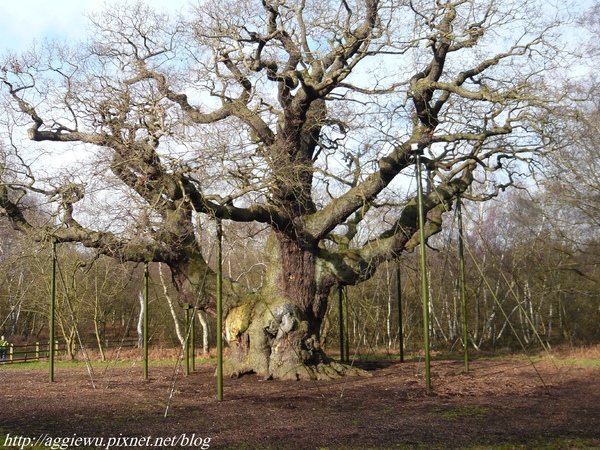 the major oak