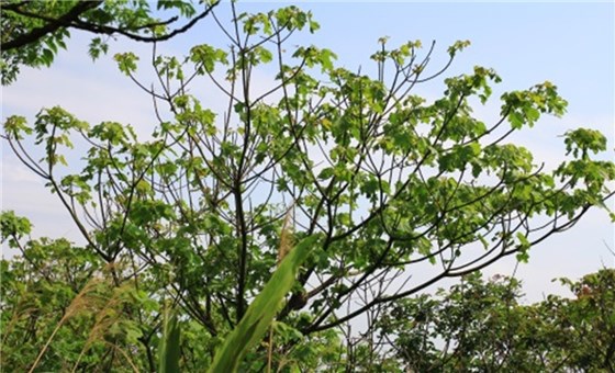 楊梅 楊梅