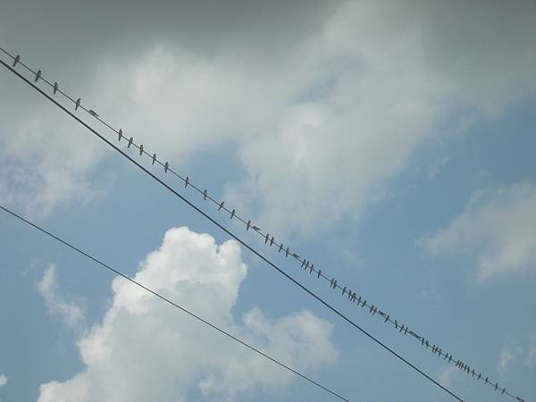 上面很多鳥