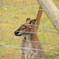 小袋鼠飼育區