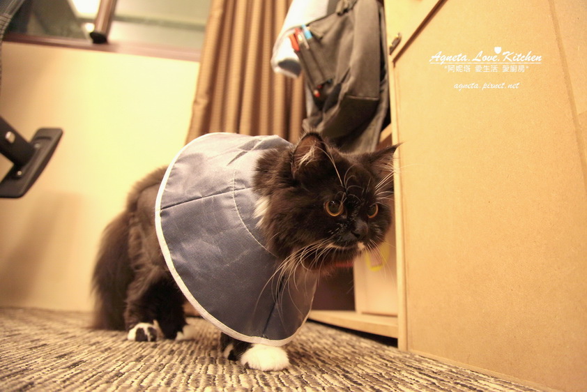 IMG_0226_resize_resize.JPG IMG_0226_resize_resize.JPG