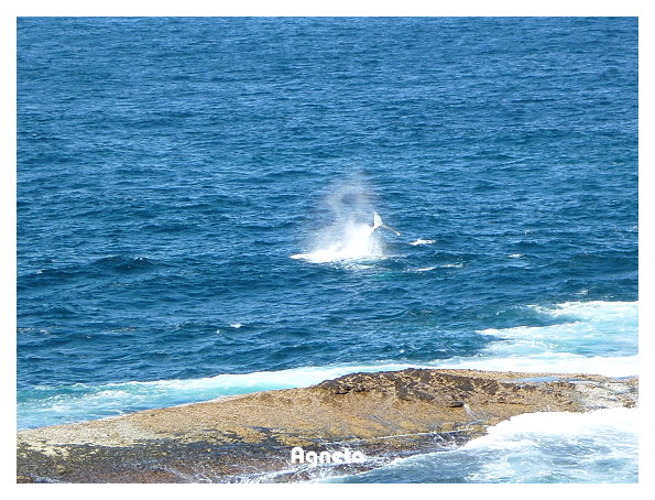 挖哈！拍到humpback跳起來的尾巴！！lucky