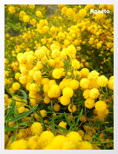 Gold wattles 黃澄澄的小花，但是葉子比以前看到的小，不知道是不是不同種類