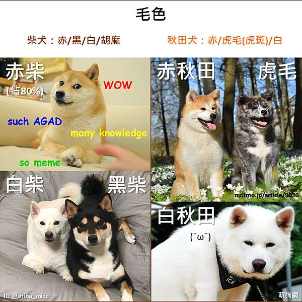 柴犬 秋田犬的差別 A Google A Day 一天一google 痞客邦