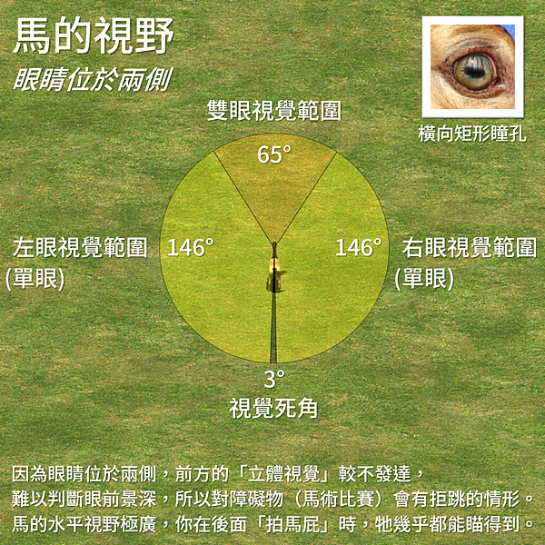 為什麼羊的瞳孔形狀是長方形的 A Google A Day 一天一google 痞客邦