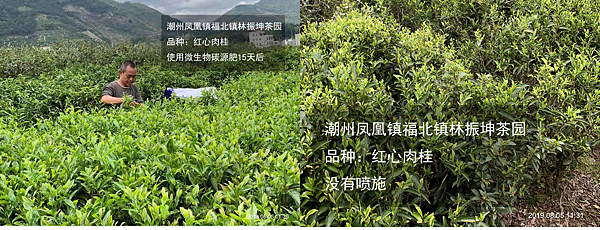 潮州鳳凰鎮福北鎮林振坤茶園.png 潮州鳳凰鎮福北鎮林振坤茶園.png