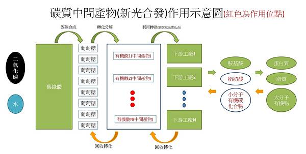 新光合發作用位置機制.jpg