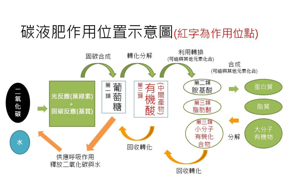 新光合發作用位置機制.jpg