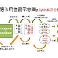 新光合發作用位置機制.jpg