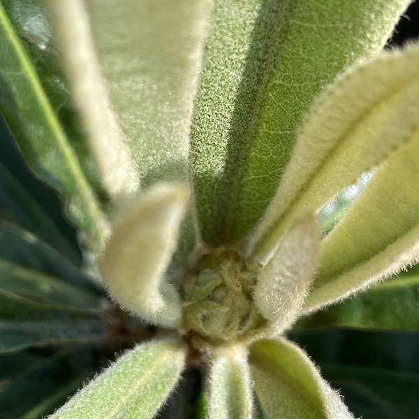 不可能的任務之枇杷催花iv 加入農好事 用更好的營養管理方式 復育大地 也富裕農民 痞客邦