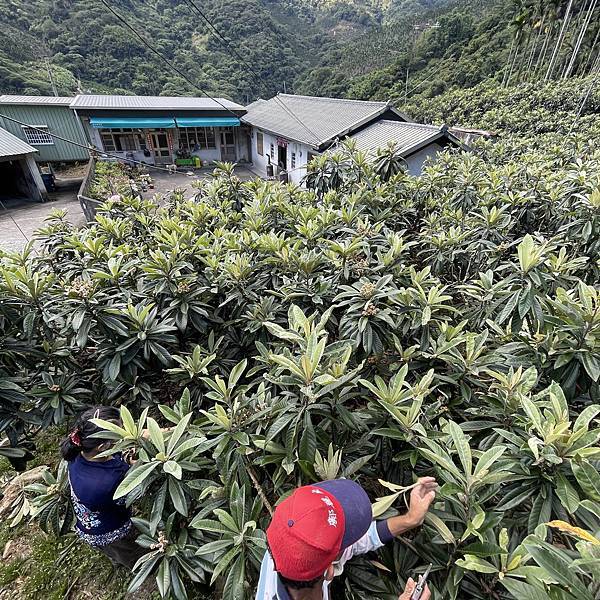 不可能的任務之枇杷催花-最終篇