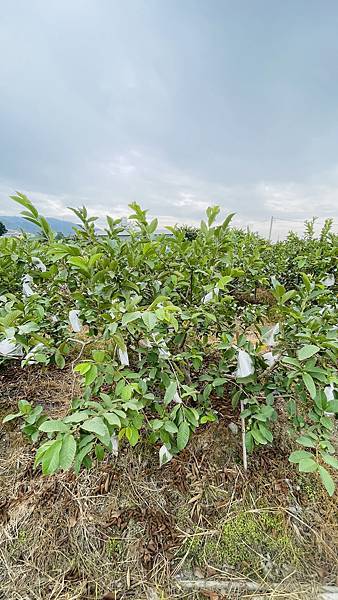下過雨後的芭樂,甜度還可以出現18度的秘密!! 下過雨後的芭樂,甜度還可以出現18度的秘密!!