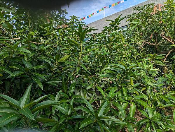 芒果開花嗎？芒果結果枝暴力栽培種植技術試驗2024（成功）