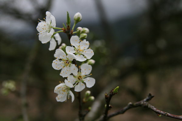 李子花