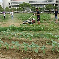 向日葵田整地示範（5/20）