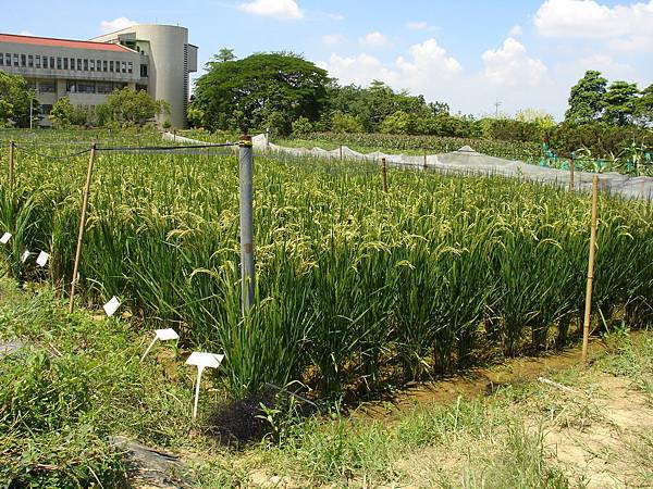  插秧後第13週 （6%2F3）