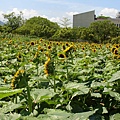 向日葵開花