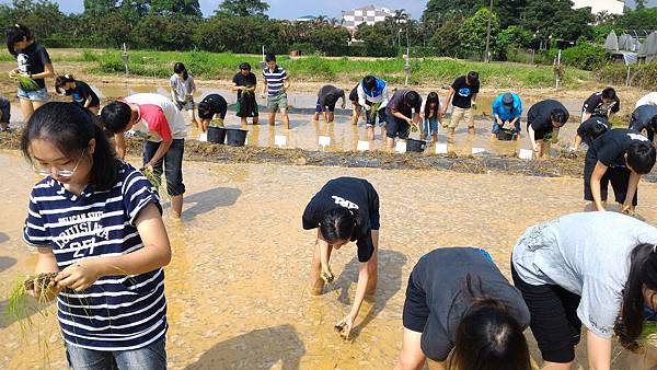 20150917 水田整地、插秧