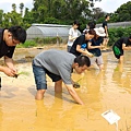 20150917 水田整地、插秧