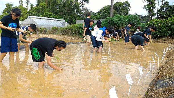 20150917 水田整地、插秧