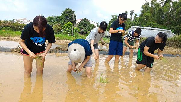 20150917 水田整地、插秧