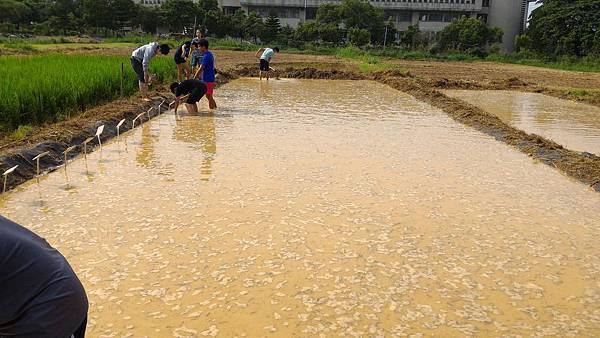 20150917 水田整地、插秧