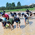 20150917 水田整地、插秧