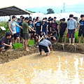 20150917 水田整地、插秧