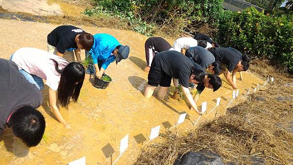 20150917 水田整地、插秧