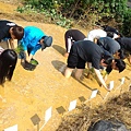 20150917 水田整地、插秧