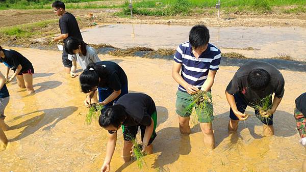 20150917 水田整地、插秧