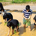 20150917 水田整地、插秧