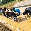 20150917 水田整地、插秧